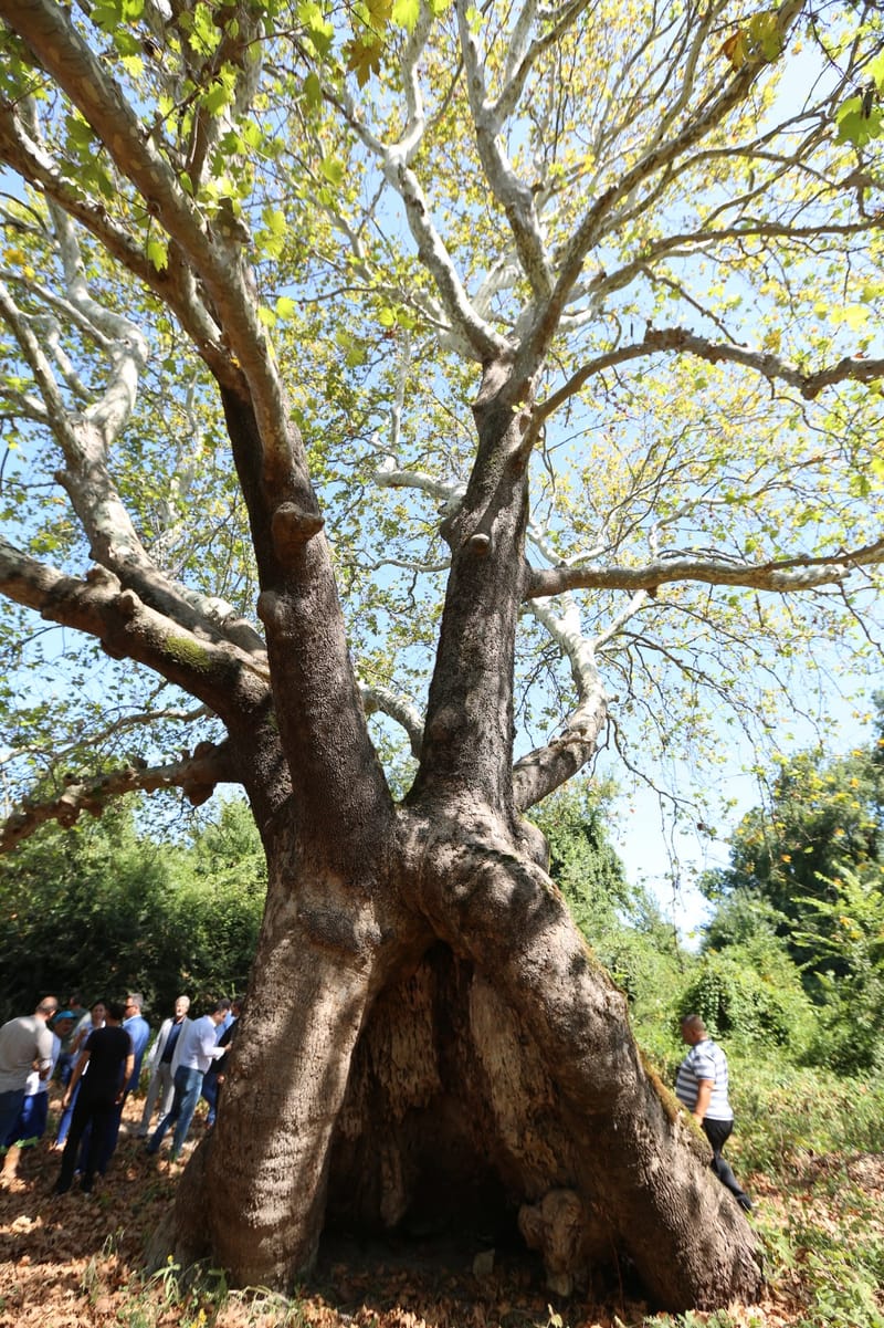 Çınar
