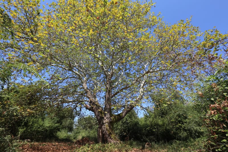 Doğa